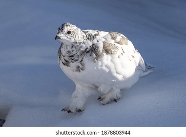 Willow Grouse Foraging In The Snow