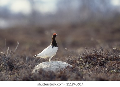 Willow Grouse On Stone, Close-up