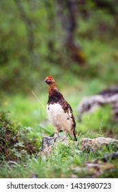 A Willow Grouse Standing In Rain