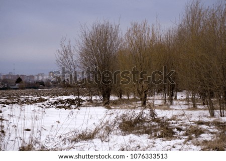 Similar – Image, Stock Photo Willow, trees, fields, blue sky & clouds