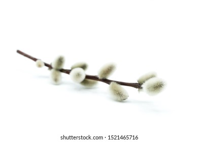 willow isolated on white background