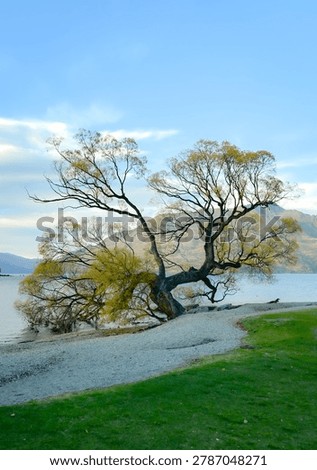 The willow at lake and mountain and cloud and sky at Queentown , Newzealand