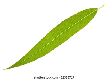 Willow Leaf Isolated On The White