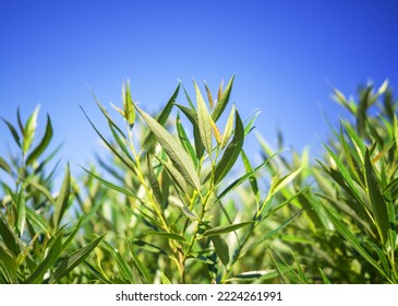 Willow Leaves on blue sky background - Shutterstock ID 2224261991