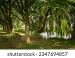 Willow and other mature trees lining the bank of Alconbury Brook in Hinchingbrooke Country Park, Huntingdon, Cambridgeshire, England.