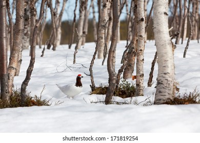 The Willow Ptarmigan  Is A Bird In The Grouse Subfamily Tetraoninae Of The Pheasant Family Phasianidae