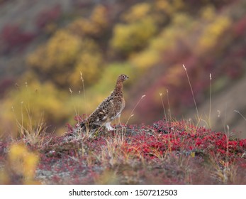 Willow Ptarmigan In Denali, Alaska
