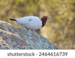 Willow ptarmigan or willow grouse (lagopus lagopus) on the ground in spring.