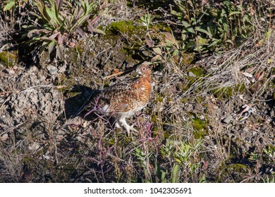 The Willow Ptarmigan (Lagopus Lagopus) Is A Bird In The Grouse Subfamily Tetraoninae Of The Pheasant Family Phasianidae. It Is Also Known As The Willow Grouse. Specimens In Alaska, Denali NP.