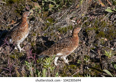 The Willow Ptarmigan (Lagopus Lagopus) Is A Bird In The Grouse Subfamily Tetraoninae Of The Pheasant Family Phasianidae. It Is Also Known As The Willow Grouse. Specimens In Alaska, Denali NP.