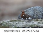 Willow Ptarmigan  Newfoundland and Labrador NL, Canada