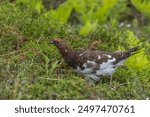 Willow ptarmigan rushing between ferns