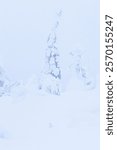 Willow ptarmigan with white plumage standing still in front of snowy trees in misty Riisitunturi National Park, Northern Finland