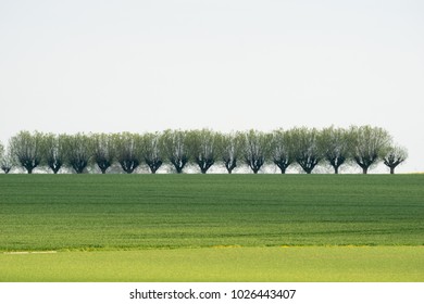 Willow in a row 