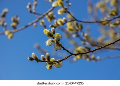Willow (Salix caprea) branches with buds blossoming in early spring.Salix caprea, known as goat willow, pussy willow or great sallow, is a common species of willow native to Europe.