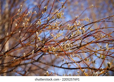 Willow (Salix caprea) branches with buds blossoming in early spring.Salix caprea, known as goat willow, pussy willow or great sallow, is a common species of willow native to Europe. - Shutterstock ID 2205257691