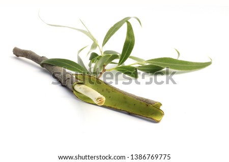 Willow (Salix sp.) bark. This drug (Salicis cortex) has been used in traditional medicine as febrifuge dating back to the 18th century. 