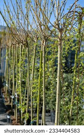 Willow seedlings. Young trees lined up.