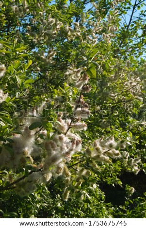 Willow Shrub known as Eared willow full with the hairy fruits after the catkin blooming stage, scientific name Salix Aurita