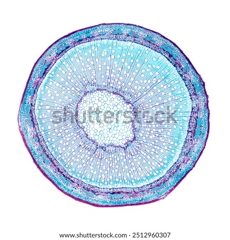 Willow stem, cross section, under the light microscope. Stem of Salix, also known as sallows and osiers, 8X light micrograph. Hematoxylin-eosin stained for better visualization. Isolated, over white.