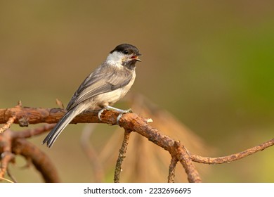 The willow tit (Poecile montanus) is a passerine bird in the tit family, Paridae
