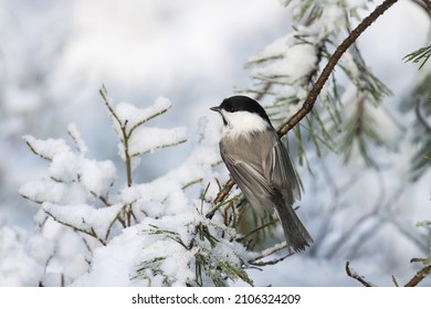 Willow tit, Poecile montanus with plain plumage perched on a Pine branch during a wintry day in boreal forest.