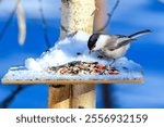 Willow tit in selective focus in a beautiful winter forest sits on a feeder. Winter frosty background with animal. Songbirds in snowy winter. Feeding the birds.