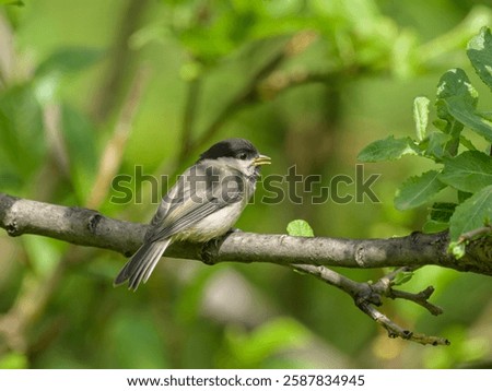 A Willow Tit sitting on a small branch, sunny day in summer, Austria