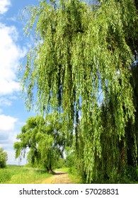 Willow Tree