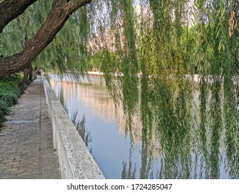 Willow Tree Alone Pathway Stock Photo 1724285047 | Shutterstock