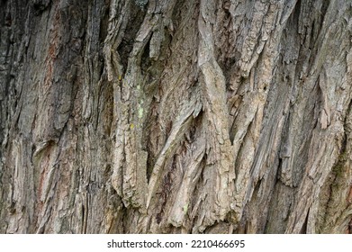 Willow Tree Bark (Salix Alba L.)