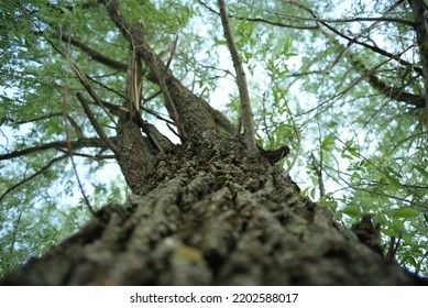 Willow Tree From Below, Bark With Leaves And Branches, Bark Close-up, Gradient, Background, Low Angle, Environment, In Focus, Blue Sky With White Clouds, Natural Nature