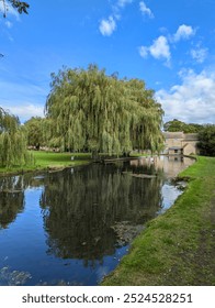 Willow tree beside the bourne Eau river at Bourne, Lincolnshire, England.