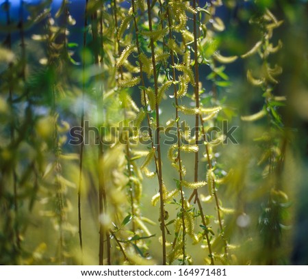 gold Plant Sunlight Spring