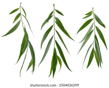 Willow tree branches with green leaves isolated on white background
