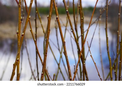 Willow Tree Branches On The River At Spring. High Quality Photo