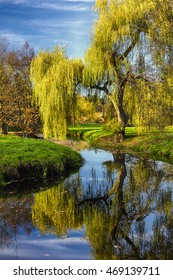 Willow tree by the Pond with the mirroring on the surface