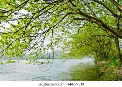 The Willow Tree By The River