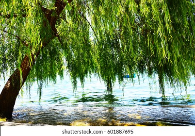 Willow tree by the water
