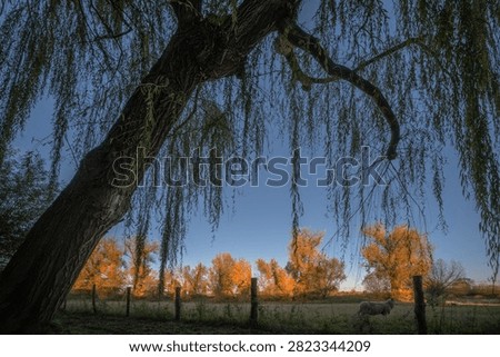 A willow tree with drooping branches frames field sheep, under clear blue sky autumn trees in the background.