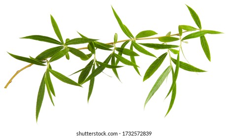 Willow Tree Green Fresh Leaves On Branch Isolated On White Background