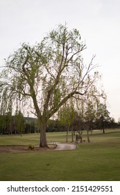 Willow Tree With Hanging Leaves Next To A Path In The Middle Of A Golf Course With Very Green Grass