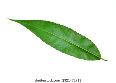 Willow tree leaf isolated on a white background. Green fresh leaves. Close up photo.