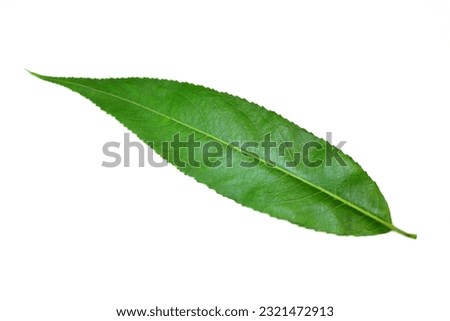 Willow tree leaf isolated on a white background. Green fresh leaves. Close up photo.