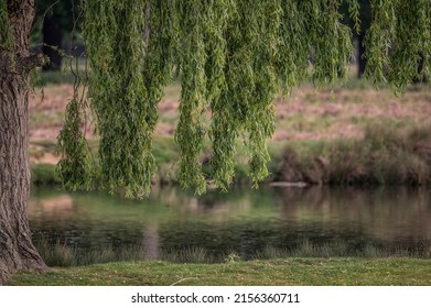 Willow Tree Overhanging Pond In Surrey UK 