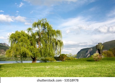 Willow Tree In Park