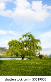 Willow Tree In Park