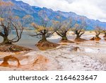 Willow tree stumps sprouting spindly branches and yellow autumn color leaves in tea stain colored swampy edge to Lake Te Anau at Glenorchy, South Island New Zealand.
