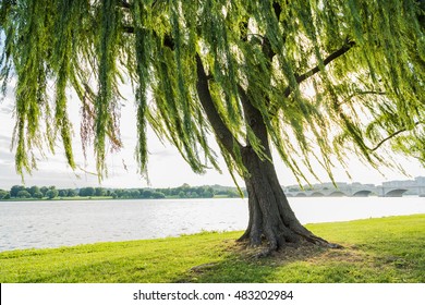 Willow tree swaying in wind by Potomac River and Arlington Memorial bridge in Washington DC