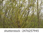 A willow tree with yellow-brown bark and green leaves in the forest. The branches of young willows have just sprouted, forming an interesting pattern against the background of other trees